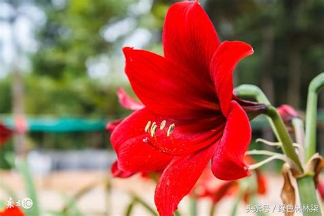 孤挺花風水|孤挺花｜朱頂紅的前世今生，孤獨而驕傲的她（附冬日 